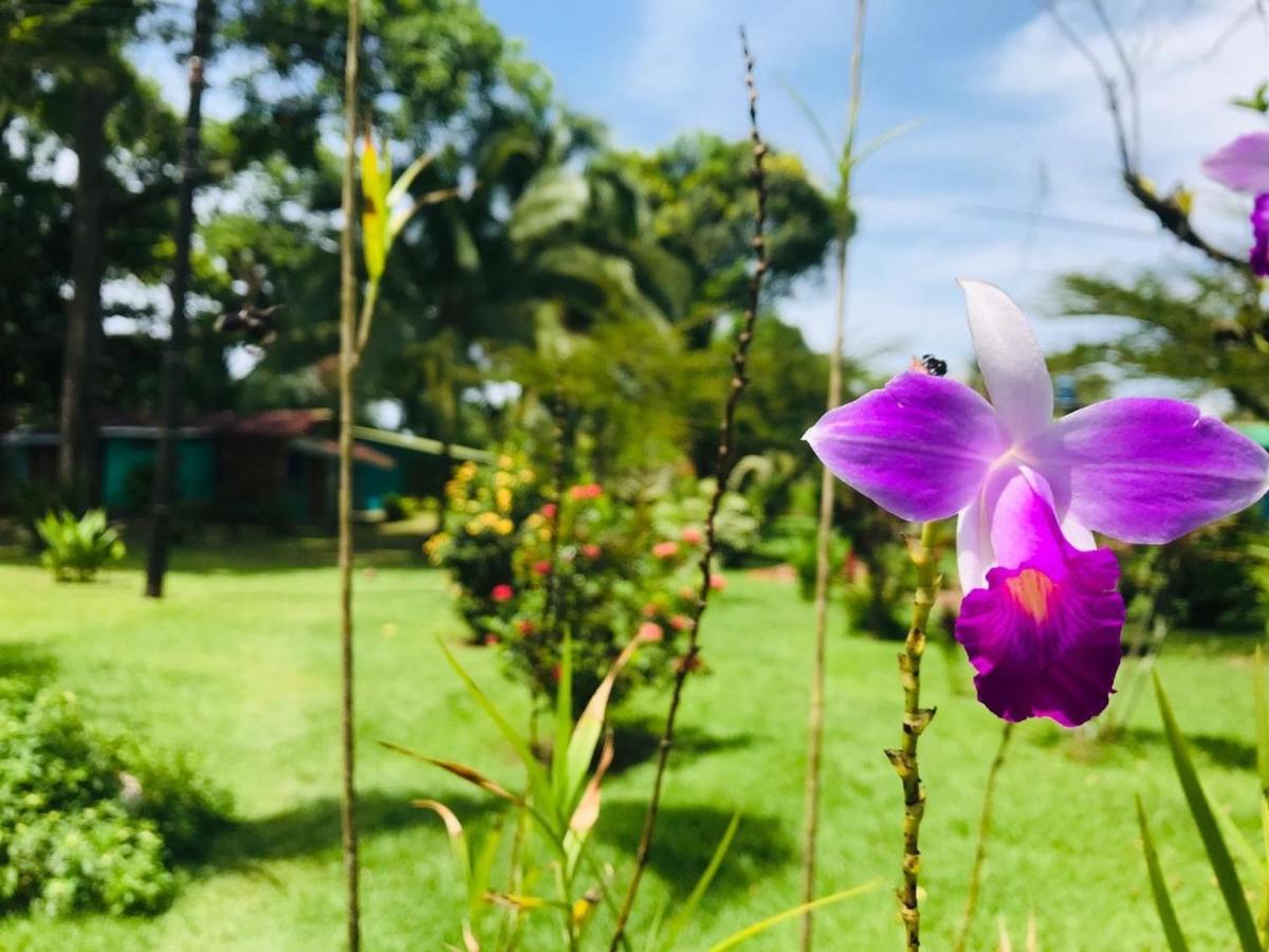 All Rankins Eco-Lodge Tortuguero Kültér fotó